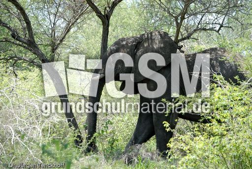 Afrikanischer Elefant (1 von 131).jpg